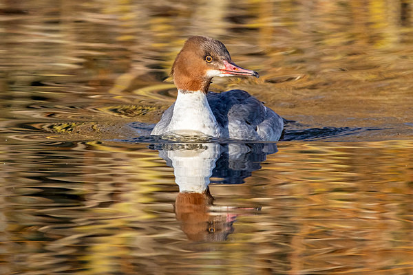 Goosander - Birdies and other Moving Things