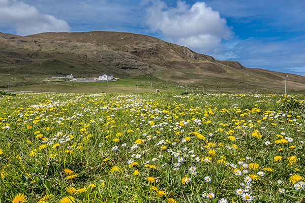 Flowers at Cunningsburgh - Shetland