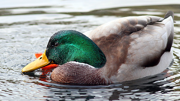 Mallard - Birdies and other Moving Things