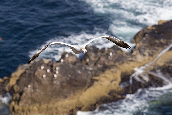 Gannet Glide - Birdies and other Moving Things