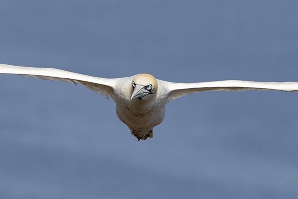 Gannet Eyeballing - Birdies and other Moving Things