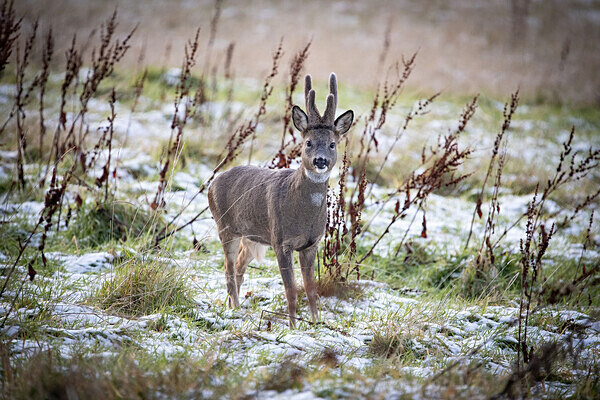 Winter Roebuck - Birdies and other Moving Things