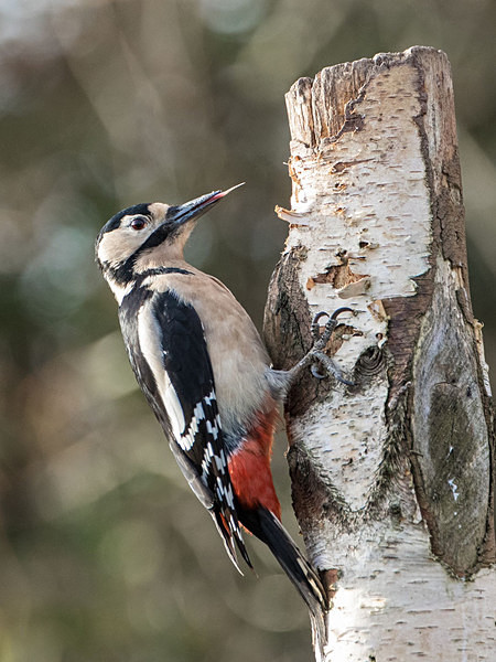 Great Spotted Woodpecker - Birdies and other Moving Things