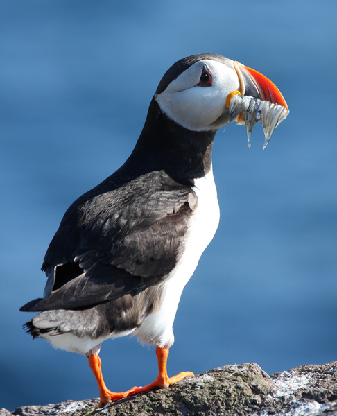 Puffin Mouthful - Birdies and other Moving Things