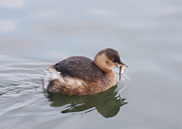 Little Grebe with lunch - Birdies and other Moving Things