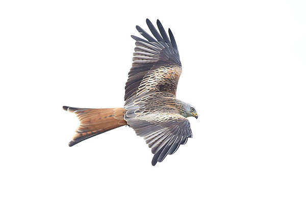 Red Kite 2 - Birdies and other Moving Things