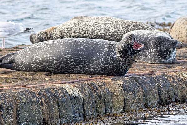 Harbour Seals, Sandwick Pier - Shetland