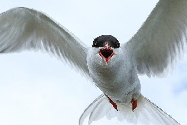 Angry Arctic - Birdies and other Moving Things