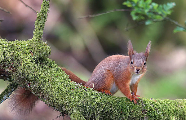 Red Squirrel - Birdies and other Moving Things