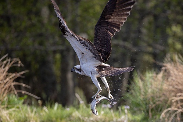 Catch - Birdies and other Moving Things