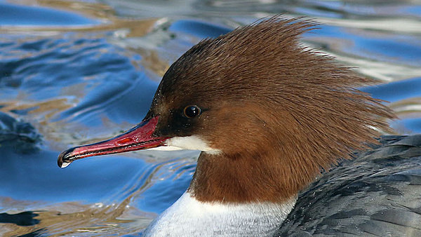 Goosander - Birdies and other Moving Things