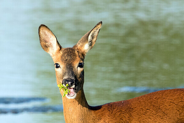 Doe - Birdies and other Moving Things