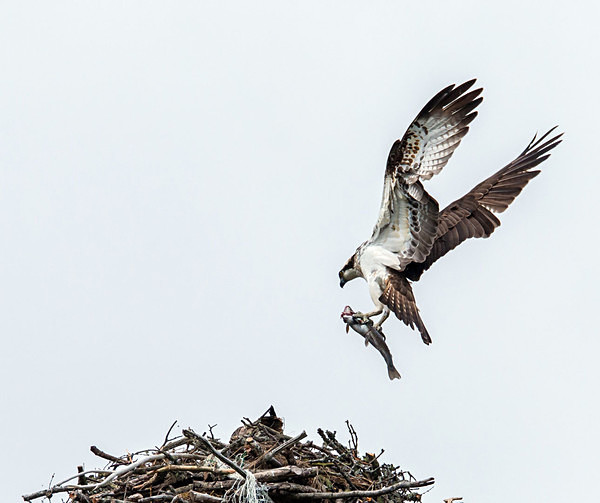 Osprey - Birdies and other Moving Things