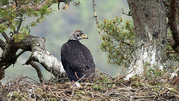 Golden Eagle chick - Birdies and other Moving Things