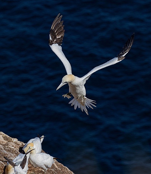 Gannet Returning - Birdies and other Moving Things