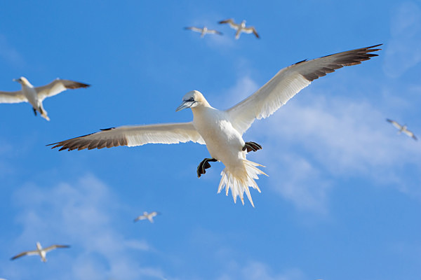 Gannet Landing - Birdies and other Moving Things