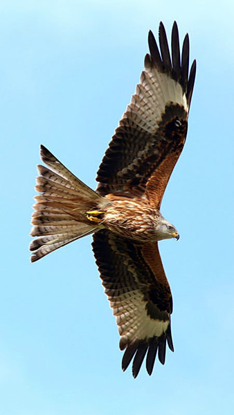 Red Kite - Birdies and other Moving Things