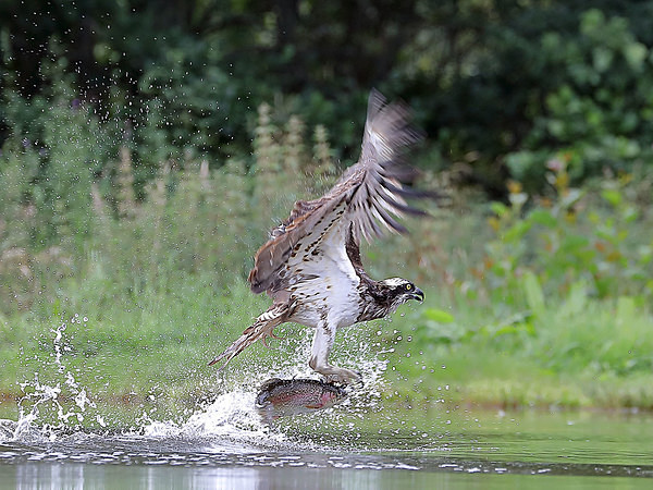 Another Kill - Birdies and other Moving Things