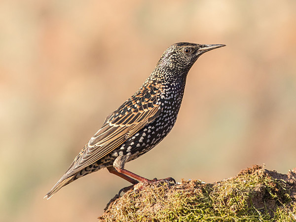 Just a Starling - Birdies and other Moving Things