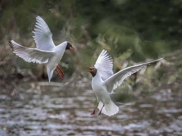 Black-Headed Gulls - Birdies and other Moving Things