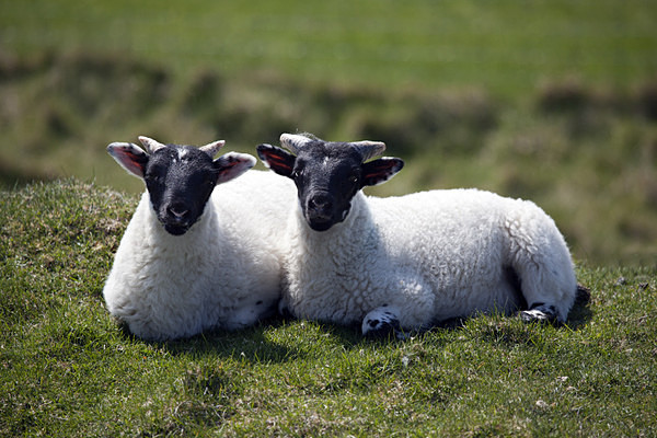 Twins, May 2013 - Isle of Lewis and Harris