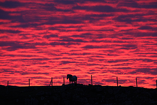 Rose at Sunset, May 2013 - Isle of Lewis and Harris
