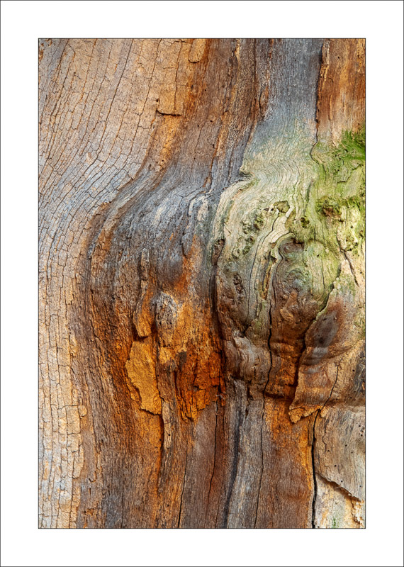  - Ancient Oaks