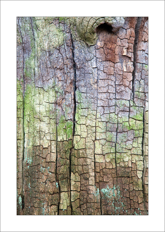  - Ancient Oaks