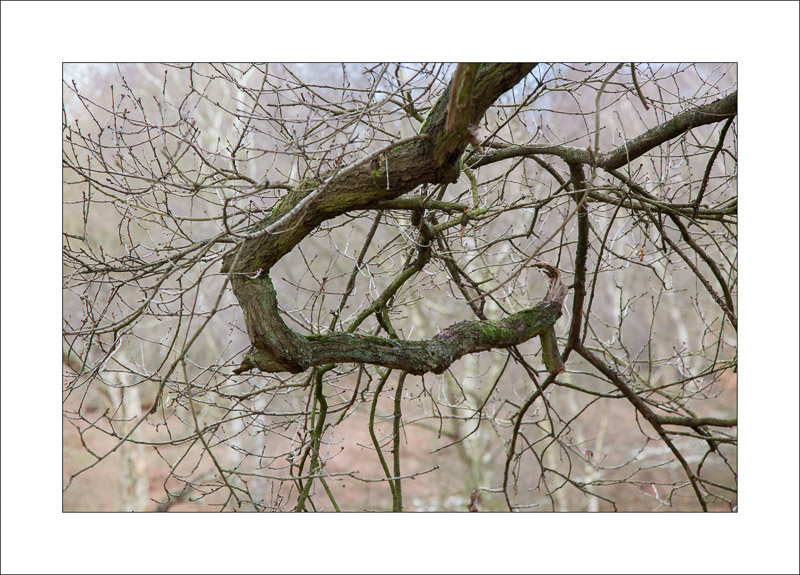  - Sherwood Forest