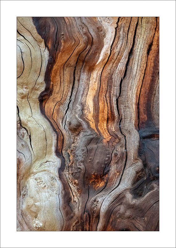  - Ancient Oaks