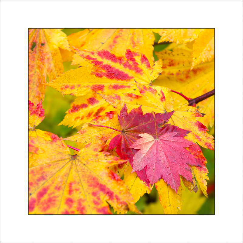  - Westonbirt