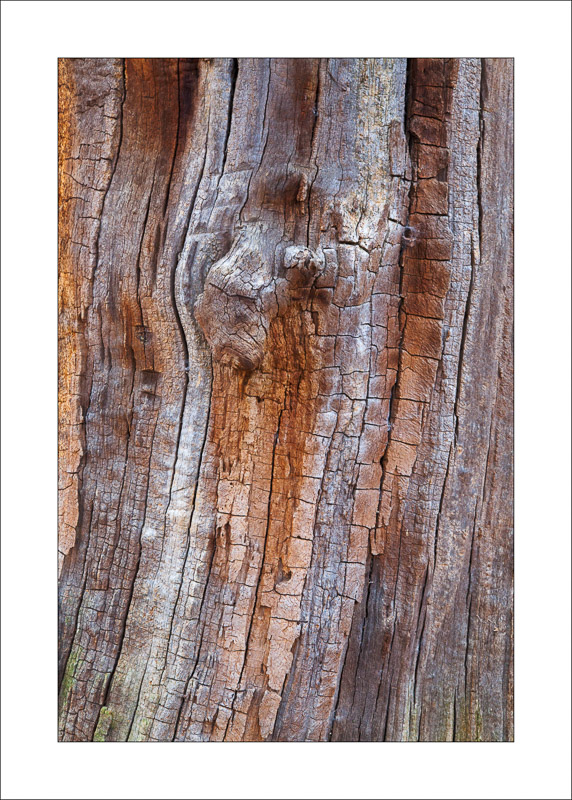  - Ancient Oaks