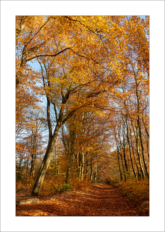  - Sherwood Forest - Autumn