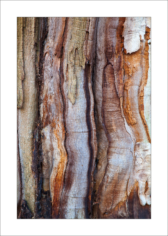  - Ancient Oaks