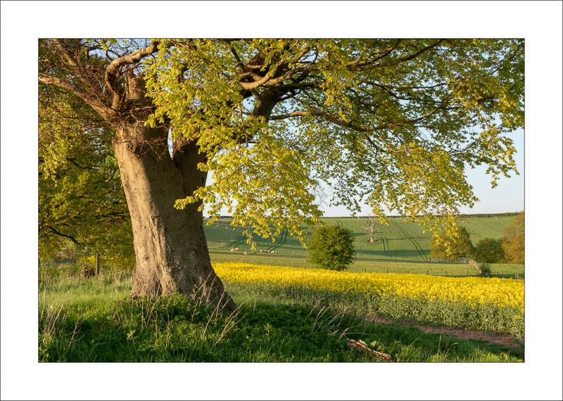  - Robin Hood Hill