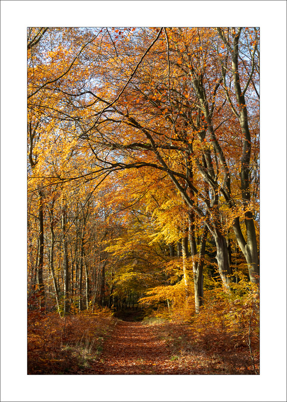  - Sherwood Forest - Autumn