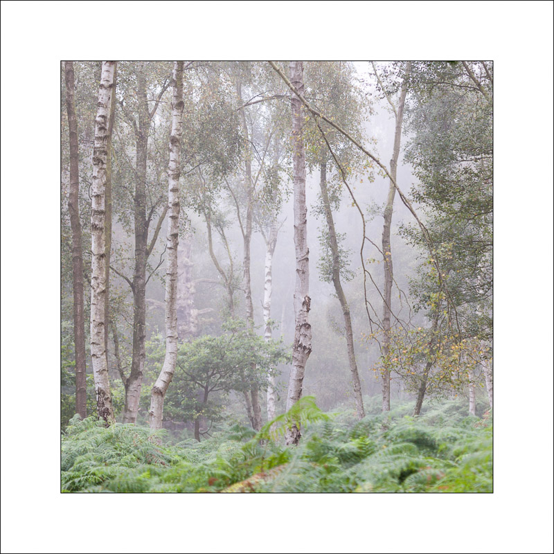  - Sherwood Forest