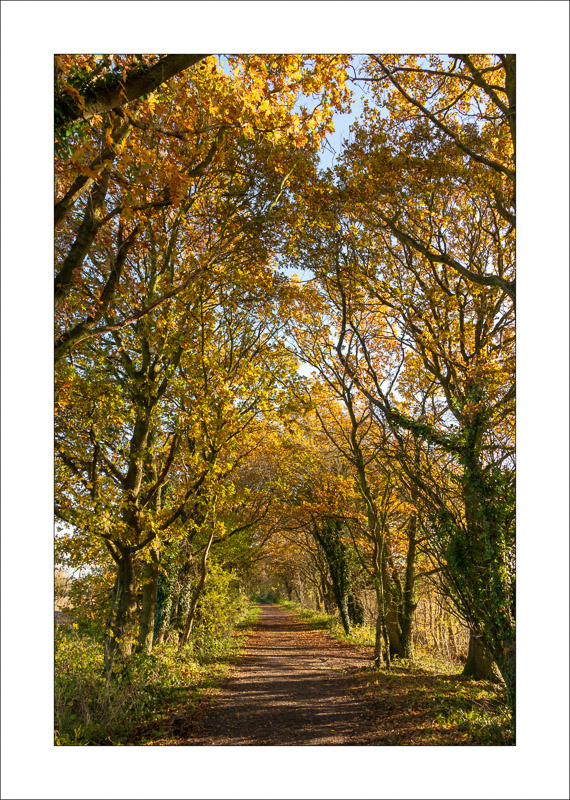 - Southwell Trail in Autumn