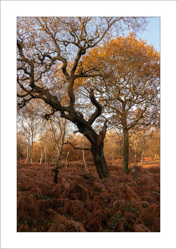  - Sherwood Forest - Autumn