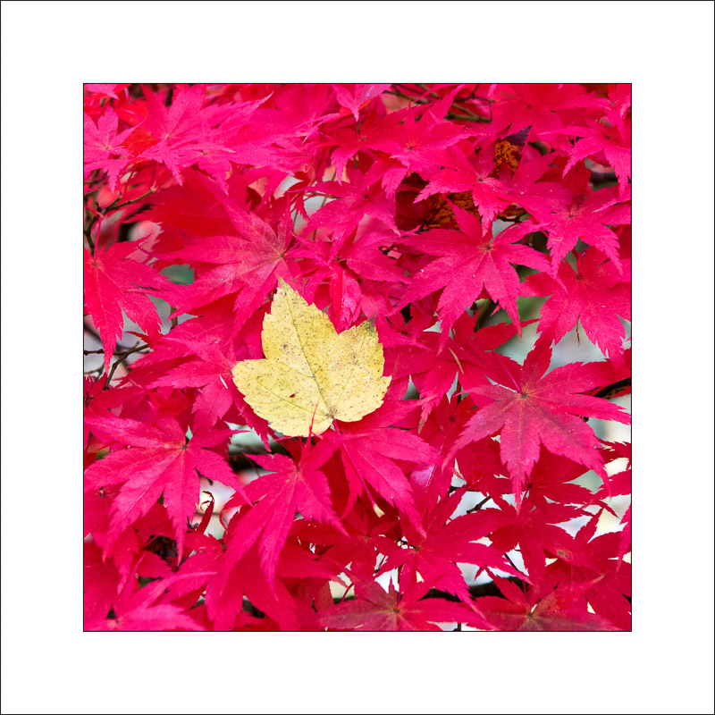  - Westonbirt