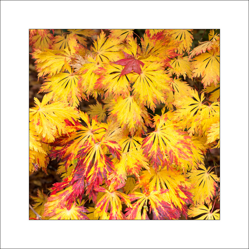  - Westonbirt