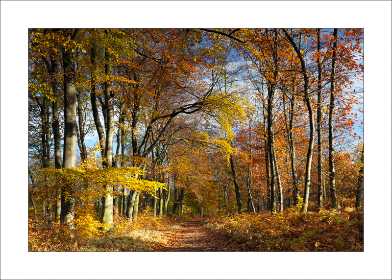  - Sherwood Forest - Autumn