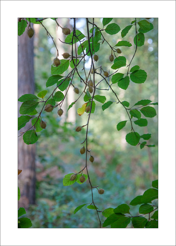  - Sherwood Forest