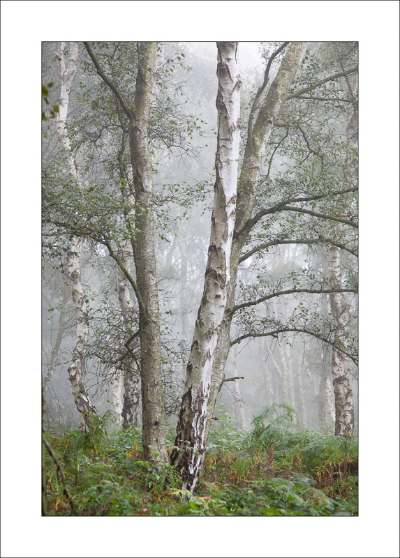  - Sherwood Forest