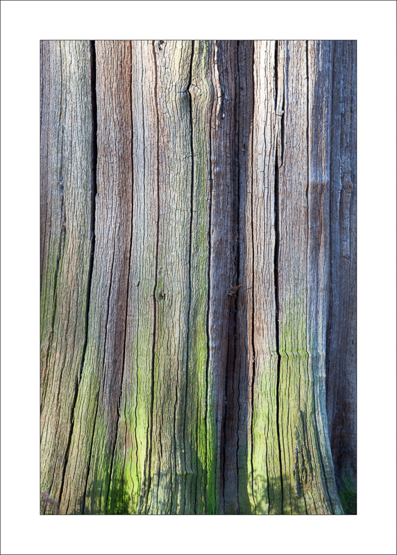 - Ancient Oaks