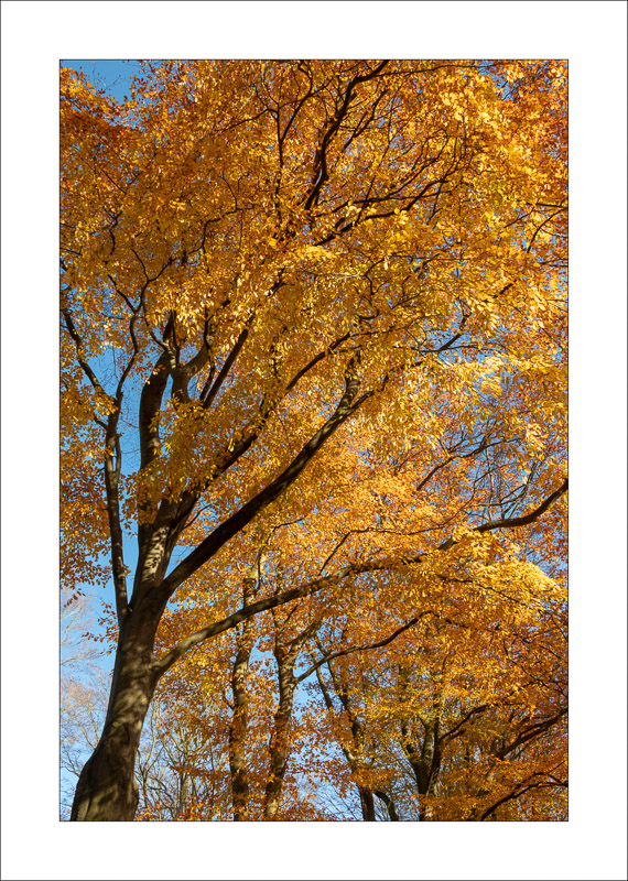  - Sherwood Forest - Autumn