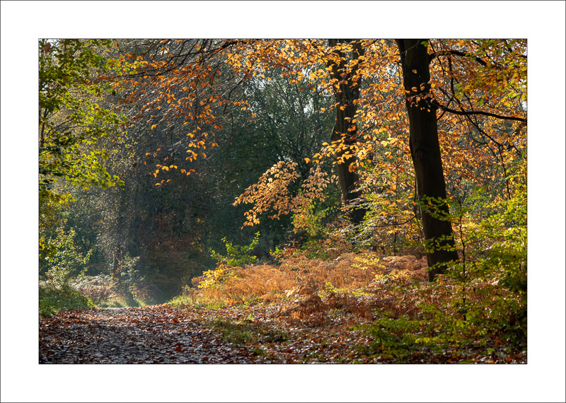  - Sherwood Forest - Autumn
