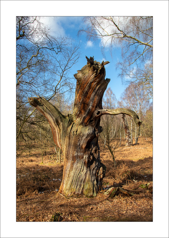  - Ancient Oaks