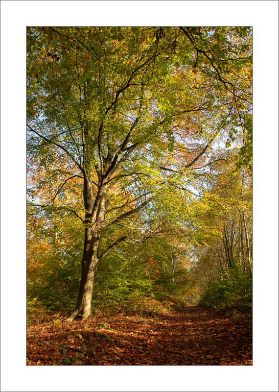  - Sherwood Forest - Autumn