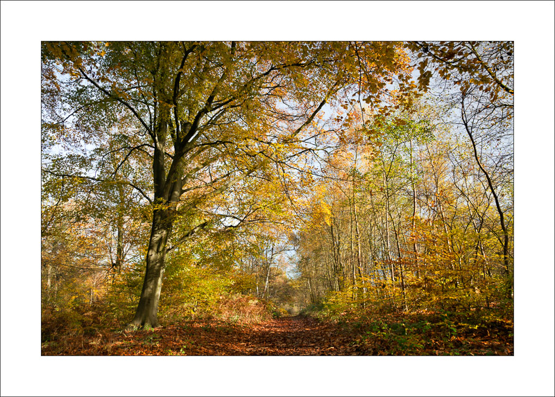  - Sherwood Forest - Autumn